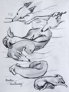 Bracken, whippet, 2000, (ołówek) autorstwa Joan Thewsey