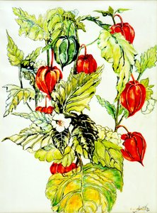 Spray do lampionów chińskich, 2005, (farba wodna) autorstwa Joan Thewsey
