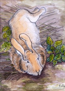 Holly, Giant Continental Rabbit, 2002, (ołówek i akwarela) autorstwa Joan Thewsey