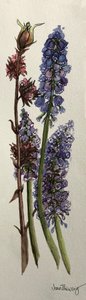 Muscari i Viburnum bodnantense (akwarela) autorstwa Joan Thewsey