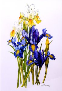 Trzy fioletowe i dwie żółte tęczówki z pąkami, 2010, akwarela autorstwa Joan Thewsey