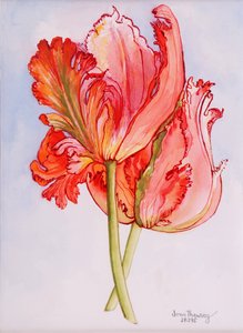 Dwa plisowane tulipany, 2000, akwarela na papierze czerpanym autorstwa Joan Thewsey