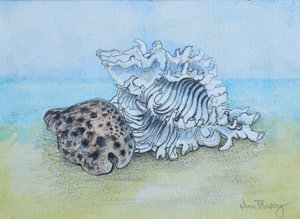 Dwie muszle (mycie ołówkiem i akwarelą) autorstwa Joan Thewsey