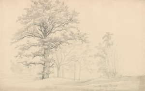 Drzewa liściaste autorstwa Johan Christian Dahl