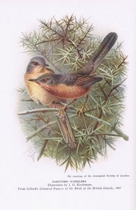 Dartford Warblers, Nature in Britain, wyd. Collins, 1946