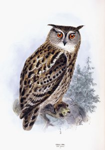 Puchacz