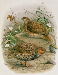 Przepiórka nowozelandzka, ilustracja z „Historii ptaków Nowej Zelandii” autorstwa W.L. Buller, 1887-88 (chromolitho)