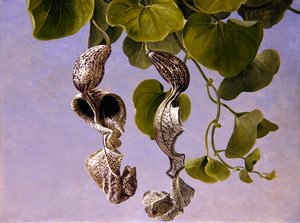 Kwiaty Osterluzei (Aristolochia Cymbifera)