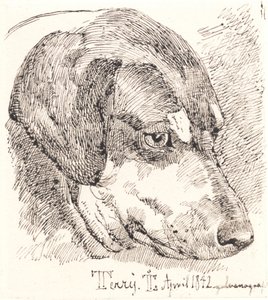 Duński: Głowa psa, Terry