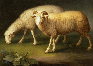 Baran i owca (olej na płótnie)