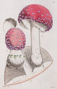 Amanita muscaria, 1804-1811