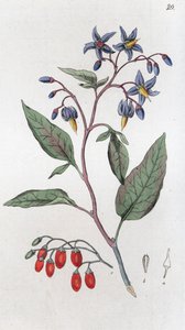 Słodko-gorzka Solanum dulcamara, 1804-1811