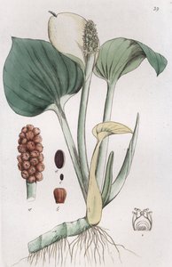 Bagna bagienne Arum Calla, 1804-1811