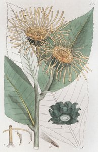 Oman inula helenium, 1804-1811