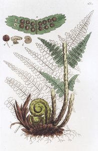 Samiec paproci Dryopteris filix-mas, 1804-1811