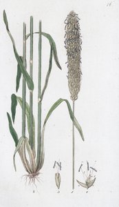 Wyczyniec łąkowy Alopecurus pratensis, 1804-1811