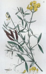 Wyka łąkowa Lathyrus pratensis, 1804-1811