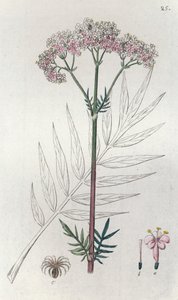 Walerian Valeriana officinalis, 1804-1811