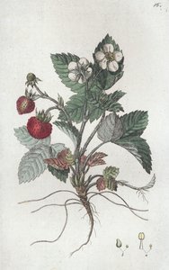 Dzika truskawka Fragaria vesca, 1804-1811