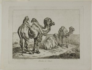 Dromader i wielbłąd autorstwa Johann Adam Klein