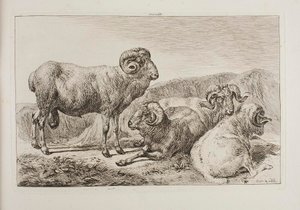 Tryki merynosy autorstwa Johann Adam Klein