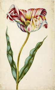 Tulipan, ok. 1660. autorstwa Johann Bartholomäus Braun
