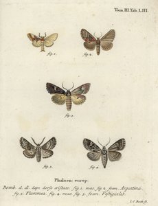 Argentyński, ognisty brokat i strzałka łucznika. autorstwa Johann Carl Bock