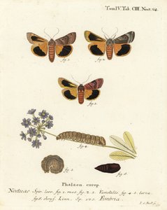 Szeroko obramowane żółte podskrzydło, Noctua fimbriata. Ręcznie barwiony miedzioryt Johanna Carla Bocka wg Eugeniusa Johanna Christopha Espera Motyle w ilustracjach z natury, Erlangen autorstwa Johann Carl Bock