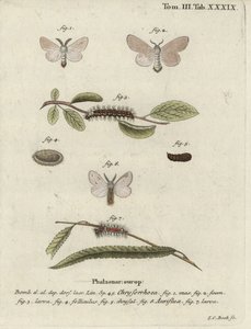 Ćma brunatna, Euproctis chrysorrhoea. autorstwa Johann Carl Bock