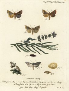 Mosiężna ćma oksydowana, Diachrysia chrysitis 1-5, i rekin srebrno-srebrzysty, Cucullia argentea 6-9. Ręcznie barwiony miedzioryt Johanna Carla Bocka wg Eugeniusa Johanna Christopha Espera Motyle w ilustracjach z natury, Erlange autorstwa Johann Carl Bock