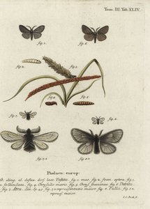 Canephora hirsuta, Ocneria detrita i Epichnopterix plumella. autorstwa Johann Carl Bock