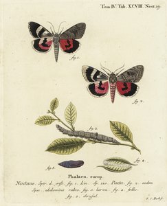 Ćma Catocala pacta. Ręcznie barwiony miedzioryt Johanna Carla Bocka wg Eugeniusa Johanna Christopha Espera Motyle w ilustracjach z natury, Erlangen autorstwa Johann Carl Bock