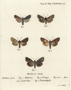 Konformista, Litophane furcifera 1, podwójna strzałka, Graphiphora augur 2, rzadko pręgowana, Apamea lateritia 3,4 i srebrne łuki, Polia hepatica 5. autorstwa Johann Carl Bock
