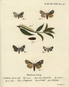 Ćma koronowa, Craniophora ligustri 1-4, korona marmurkowa, Hadena confusa 5, korona zróżnicowana, Hadena compta 6 i zielone łuki, Anaplectoides prasina 7. Ręcznie barwiony miedzioryt autorstwa Johanna Carla Bocka wg Die Schmet Eugeniusa Johanna Christopha  autorstwa Johann Carl Bock
