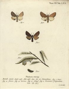 Wystający Coxcomb, Ptilodon capucinus. autorstwa Johann Carl Bock