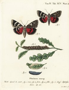 Ciemnopurpurowe podskrzydło, Catocala sponsa. Ręcznie kolorowany miedzioryt autorstwa Johanna Carla Bocka wg Eugeniusa Johanna Christopha Espera Motyle w obrazach z natury, Erlangen autorstwa Johann Carl Bock