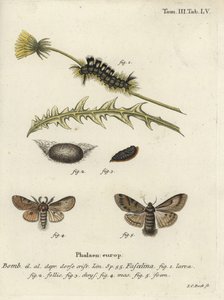 Ciemny kęp, Dicallomera fascelina. autorstwa Johann Carl Bock
