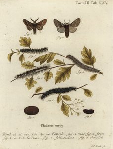 Ćma grudniowa, Poecilocampa populi. autorstwa Johann Carl Bock
