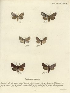 Obskurna muszla, ciemna marmurkowatość brązowa i brązowa rustykalna. autorstwa Johann Carl Bock