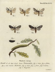 Ćma Drymonia dodonaea. autorstwa Johann Carl Bock