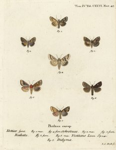 Sallow, Eremobia ochroleuca 1,4, Cynaeda dentalis 2,3, ćma kłosa, Amphipoea oculea 5,6 i pospolita Mesapamea secalis 7. Ręcznie barwiony miedzioryt autorstwa Johanna Carla Bocka według Die Schmetterlinge Eugeniusa Johanna Christopha Espera w Abbild autorstwa Johann Carl Bock