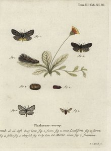 Ćmy Epatolmis caesarea i Penthophera morio. autorstwa Johann Carl Bock