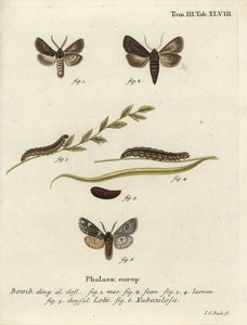 Pierzaste gotyckie i rozrastające się ćmy Rannocha. autorstwa Johann Carl Bock