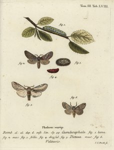 Ósemka, jaskółka wydatna i ćma Drymonia velitaris. autorstwa Johann Carl Bock