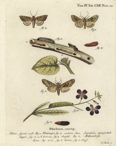 Oszroniony ćma pomarańczowa Gortyna flavago 1,2 i cienie kątowe Phlogophora meticulosa 3-7. Ręcznie kolorowany miedzioryt autorstwa Johanna Carla Bocka według dzieła Eugeniusa Johanna Christopha Espera Motyle w obrazach z natury, Erlangen autorstwa Johann Carl Bock