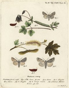 Grey chi, Antitype chi 1 i jawor, Acronicta aceris 2-7. Ręcznie kolorowany miedzioryt autorstwa Johanna Carla Bocka według dzieła Eugeniusa Johanna Christopha Espera Motyle w obrazach z natury, Erlangen autorstwa Johann Carl Bock
