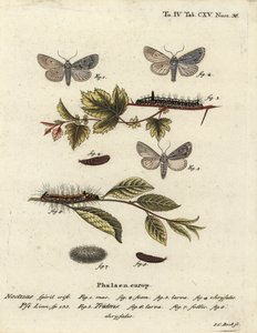 Szary sztylet Acronicta psi 1-4 i ciemny sztylet Acronicta tridens 5-8. Ręcznie barwiony miedzioryt Johanna Carla Bocka wg Eugeniusa Johanna Christopha Espera Motyle w ilustracjach z natury, Erlangen autorstwa Johann Carl Bock