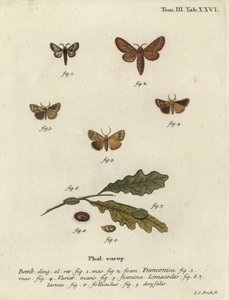 Ćma Malacosoma franconicum i feston, Apoda limacodes. autorstwa Johann Carl Bock