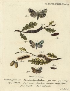 Merveille du jour, Dichonia aprilina 1-4, rzadkie merveille du jour, Moma alpium 5-7 i marmurkowa zieleń, Cryphia muralis 8. Ręcznie barwiony miedzioryt Johanna Carla Bocka wg Eugeniusa Johanna Christopha Espera Motyle na ilustracjach autorstwa Johann Carl Bock