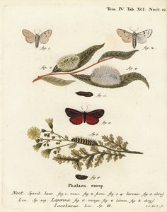 ćma Miller, Acronicta leporina 1-5 i ćma cynober, Tyria jacobaeae 6-8. Ręcznie barwiony miedzioryt Johanna Carla Bocka wg Eugeniusa Johanna Christopha Espera Motyle w ilustracjach z natury, Erlangen autorstwa Johann Carl Bock